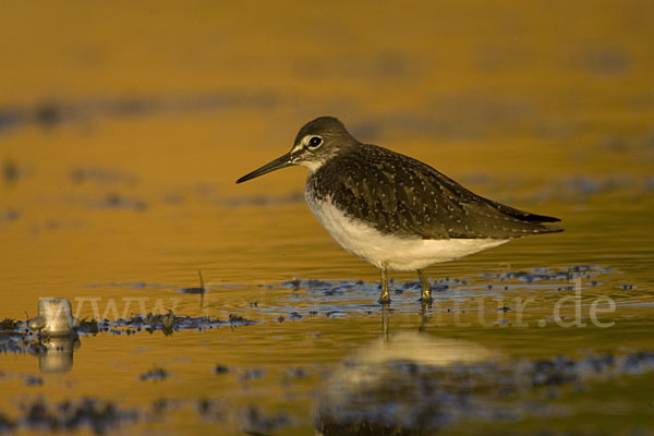 Waldwasserläufer (Tringa ochropus)