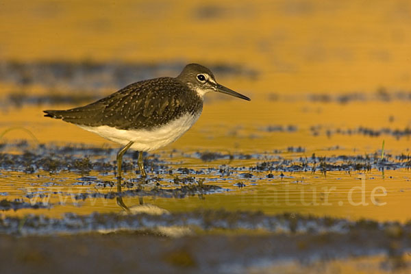 Waldwasserläufer (Tringa ochropus)