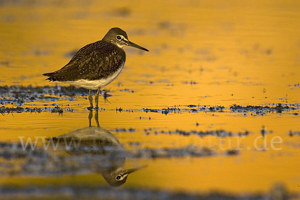 Waldwasserläufer (Tringa ochropus)