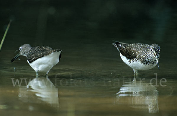 Waldwasserläufer (Tringa ochropus)