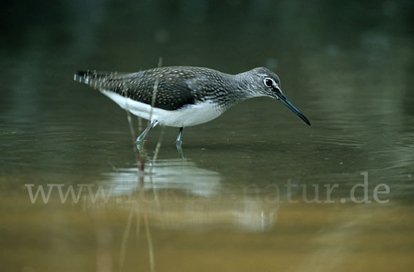 Waldwasserläufer (Tringa ochropus)