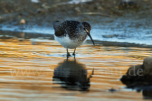 Waldwasserläufer (Tringa ochropus)