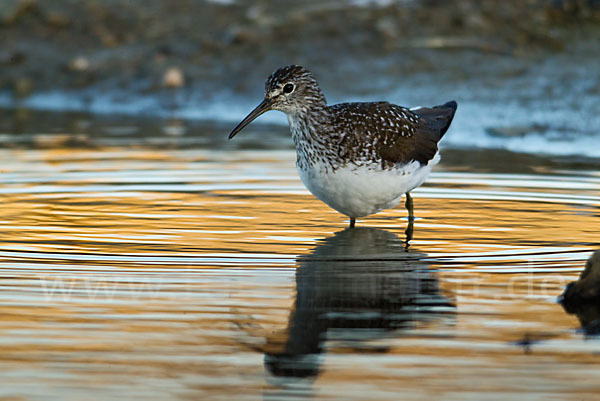 Waldwasserläufer (Tringa ochropus)