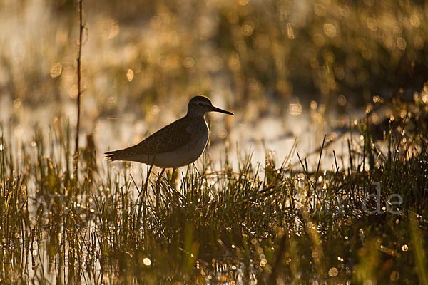 Waldwasserläufer (Tringa ochropus)