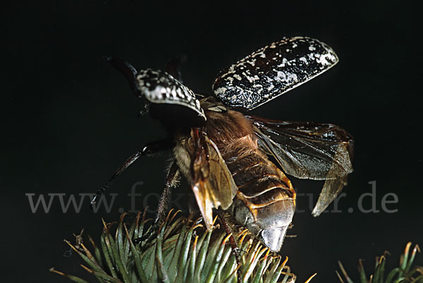 Walker (Polyphylla fullo)