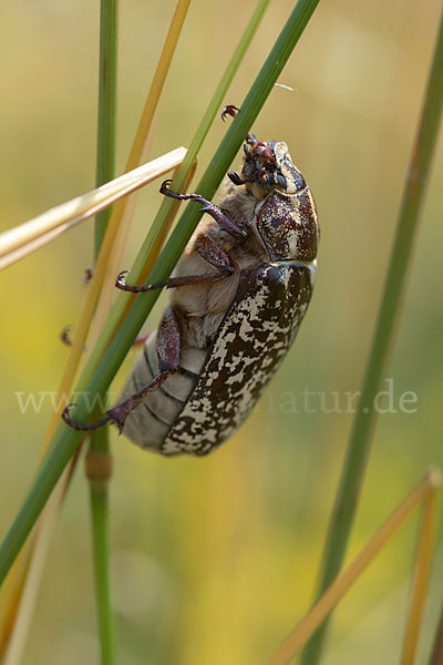 Walker (Polyphylla fullo)