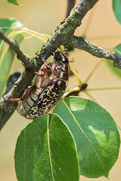 Walker (Polyphylla fullo)