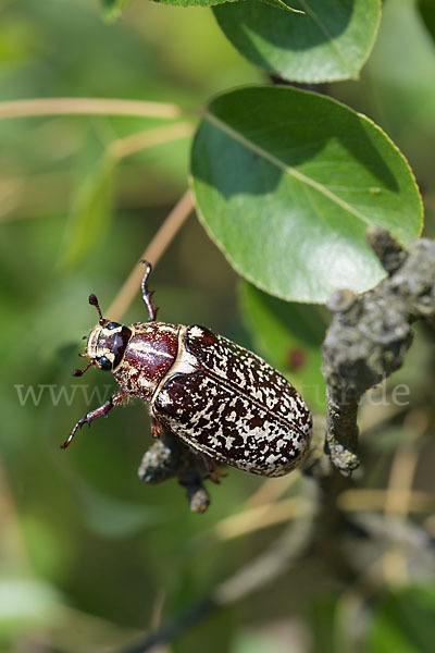 Walker (Polyphylla fullo)