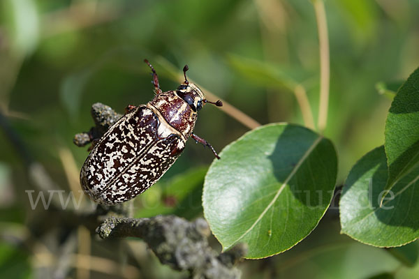 Walker (Polyphylla fullo)