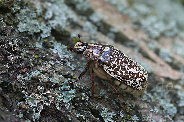 Walker (Polyphylla fullo)