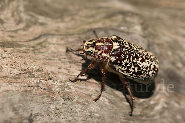 Walker (Polyphylla fullo)