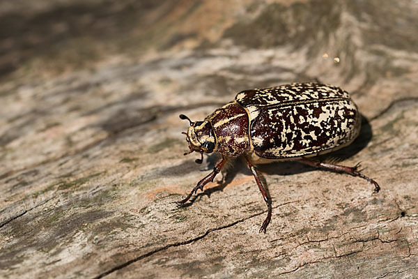 Walker (Polyphylla fullo)