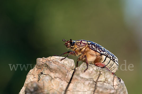 Walker (Polyphylla fullo)