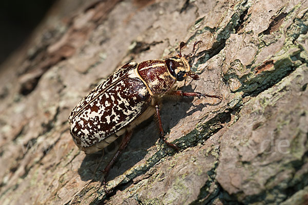 Walker (Polyphylla fullo)