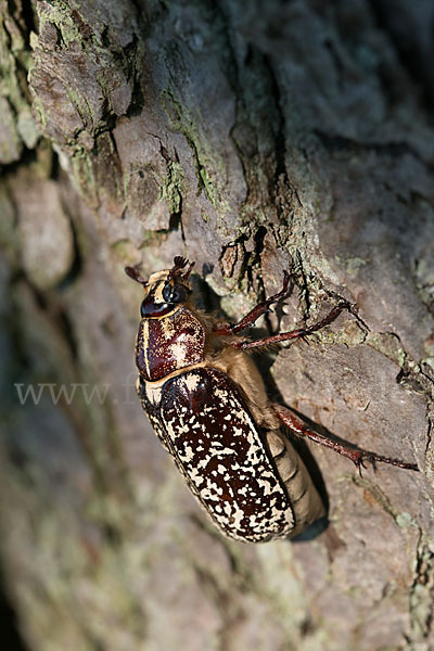 Walker (Polyphylla fullo)