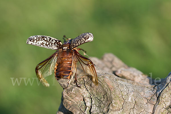 Walker (Polyphylla fullo)