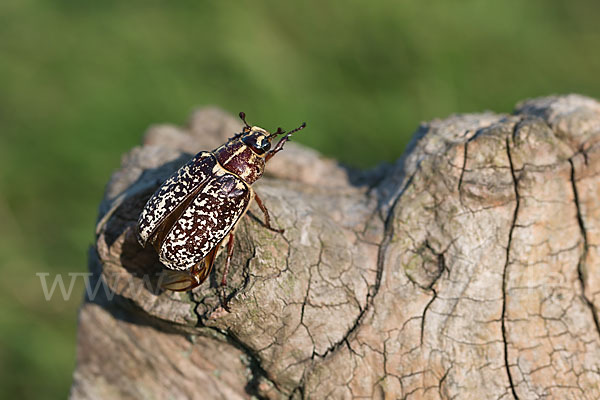 Walker (Polyphylla fullo)