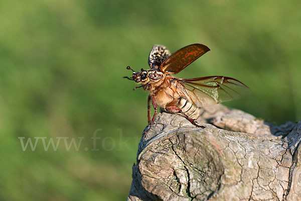 Walker (Polyphylla fullo)