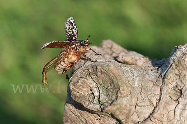 Walker (Polyphylla fullo)