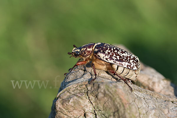 Walker (Polyphylla fullo)