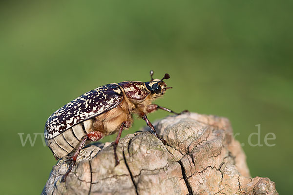 Walker (Polyphylla fullo)