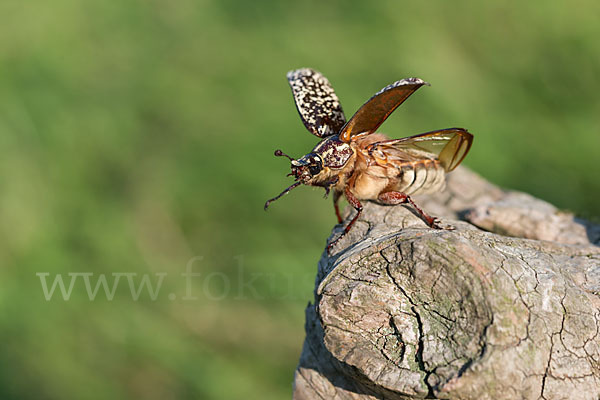 Walker (Polyphylla fullo)