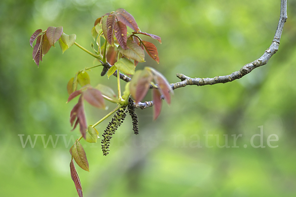 Walnußbaum (Juglans regia)