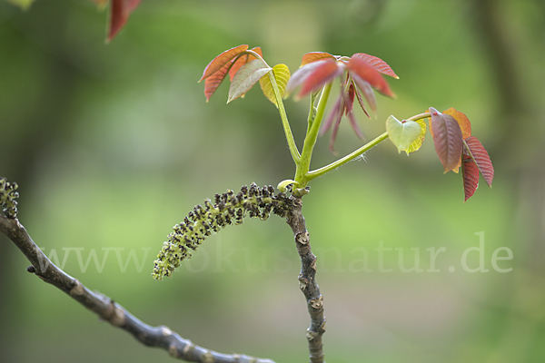 Walnußbaum (Juglans regia)