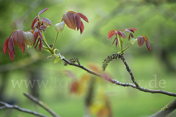 Walnußbaum (Juglans regia)