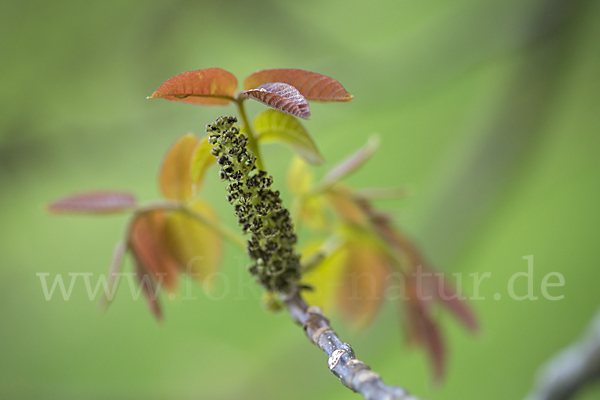 Walnußbaum (Juglans regia)