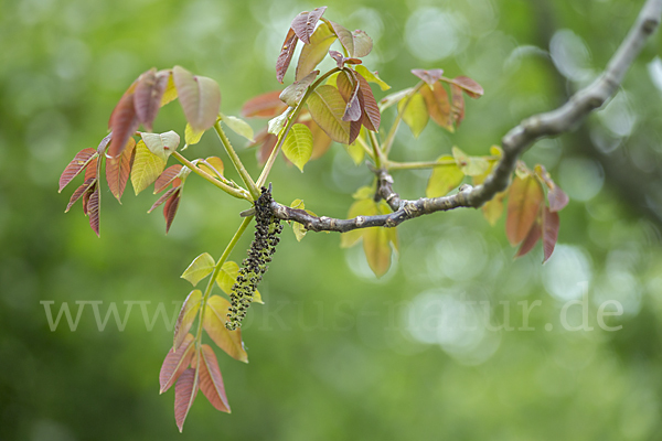 Walnußbaum (Juglans regia)