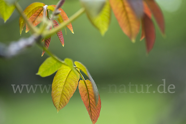 Walnußbaum (Juglans regia)