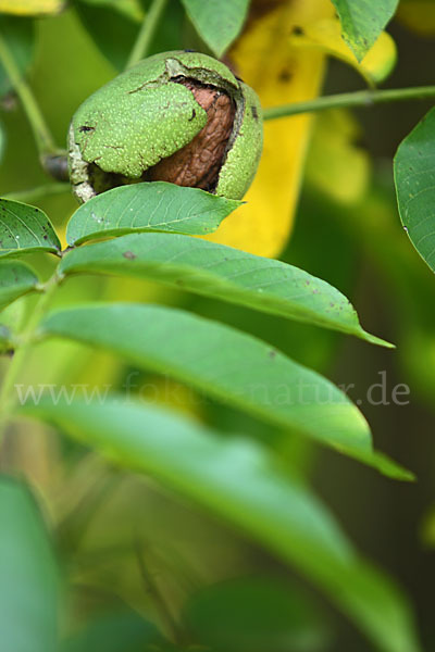 Walnußbaum (Juglans regia)