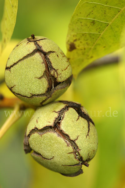 Walnußbaum (Juglans regia)