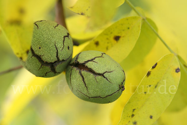 Walnußbaum (Juglans regia)