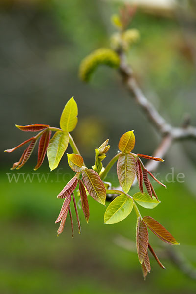 Walnußbaum (Juglans regia)