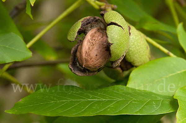 Walnußbaum (Juglans regia)