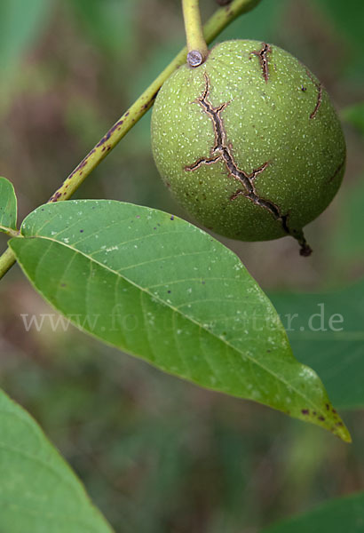 Walnußbaum (Juglans regia)