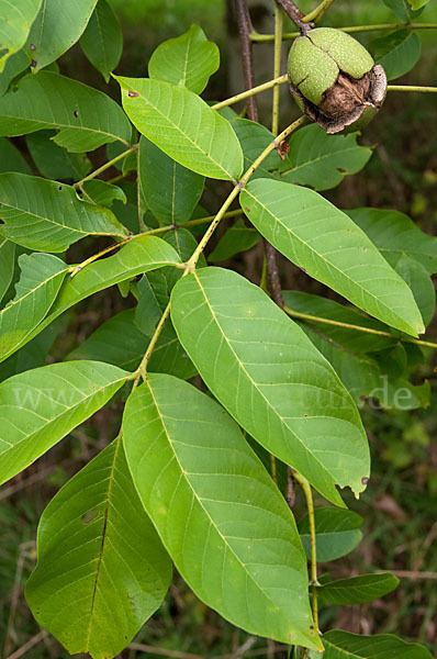 Walnußbaum (Juglans regia)