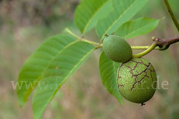 Walnußbaum (Juglans regia)