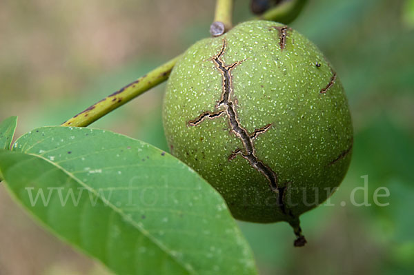 Walnußbaum (Juglans regia)