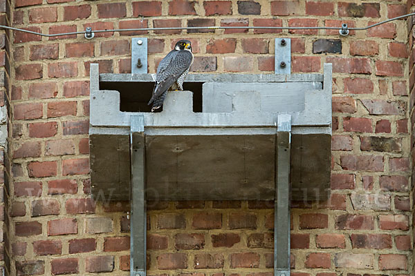 Wanderfalke (Falco peregrinus)