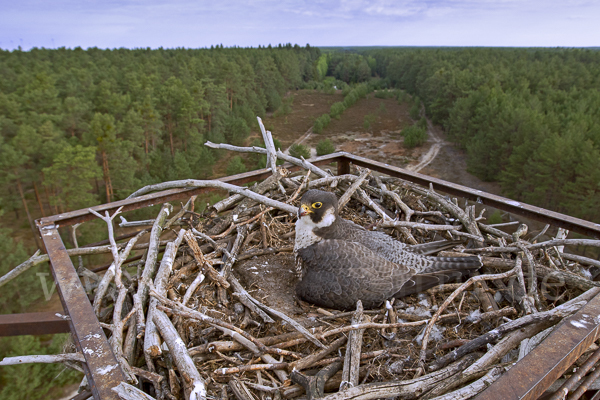 Wanderfalke (Falco peregrinus)