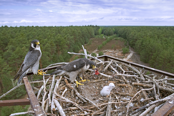 Wanderfalke (Falco peregrinus)