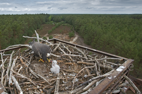 Wanderfalke (Falco peregrinus)