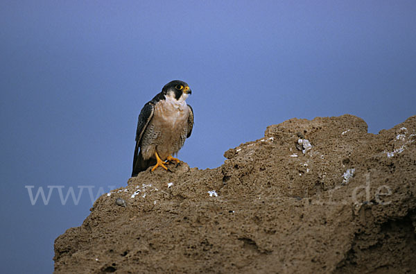 Wanderfalke (Falco peregrinus)