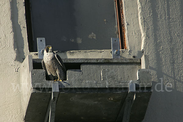 Wanderfalke (Falco peregrinus)