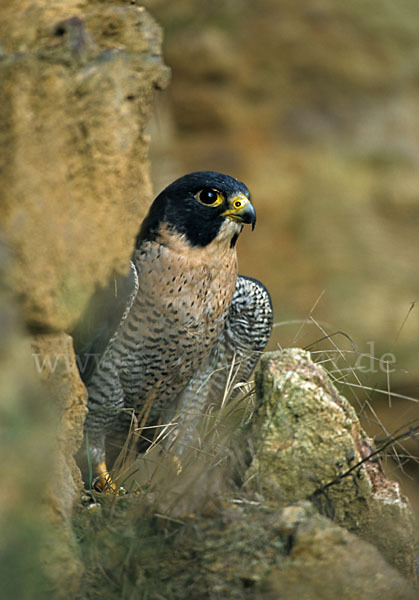 Wanderfalke (Falco peregrinus)