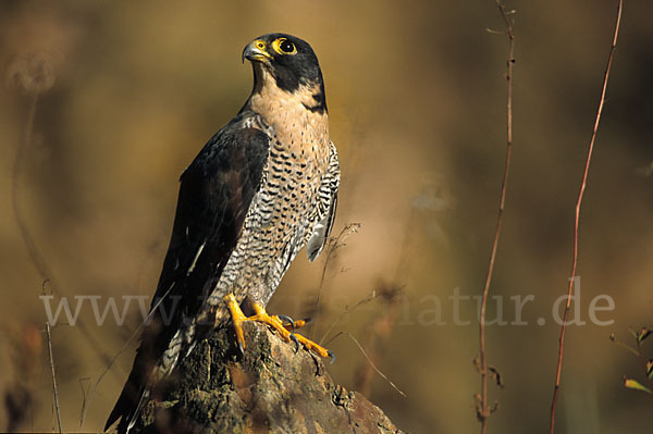 Wanderfalke (Falco peregrinus)