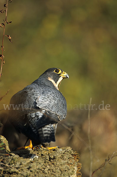 Wanderfalke (Falco peregrinus)